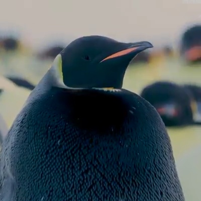 Мы не знаем, единственный ли это в своем роде пингвин, но в объективы камер такой красавец с полностью черным оперением попал впервые.
