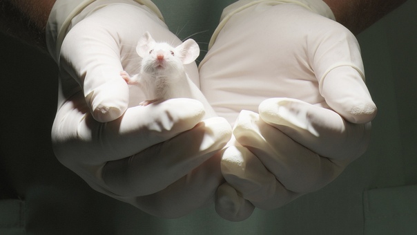 Ученые впервые вылечили у мышей последствия деменции