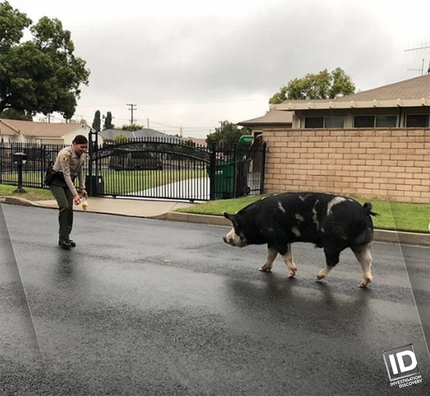 В Калифорнии полиция получила несколько необычных звонков: большая свинья гуляет по улицам города Сан-Бернардино. После того, как стражи порядка установили адрес проживания свиньи, одна из сотрудниц полиции выложила из чипсов дорожку, по которой свинья проследовала прямо к дому. Видео происшествия было выложено на страничку социальной сети полиции с комментарием: «Борьба с преступностью и безопасное сопровождение свиньи размером с пони до дома — мы делаем все, что в наших силах».