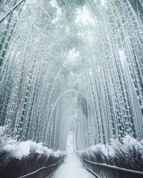 Зимний бамбуковый лес. 