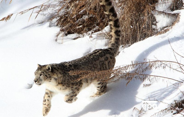 Зона обитания снежных барсов в Китае расширяется. В последние годы представителей кошачьих все чаще можно встретить в самых западных районах Китая.