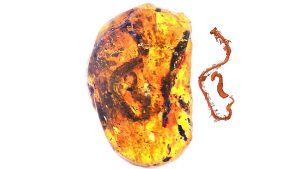 Ученых впервые в истории науки обнаружили в Мьянме полностью сохранившийся эмбрион доисторической змеи. Окаменелый зародыш рептилии, обитавшей на Земле примерно 105 млн лет назад, сохранился внутри куска янтаря размером с булыжник: 
